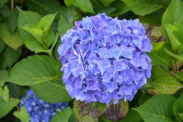 velký modrý květ hortenzie