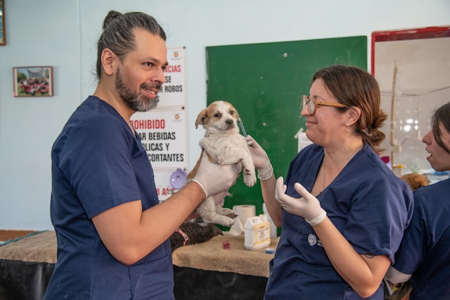 veterináři